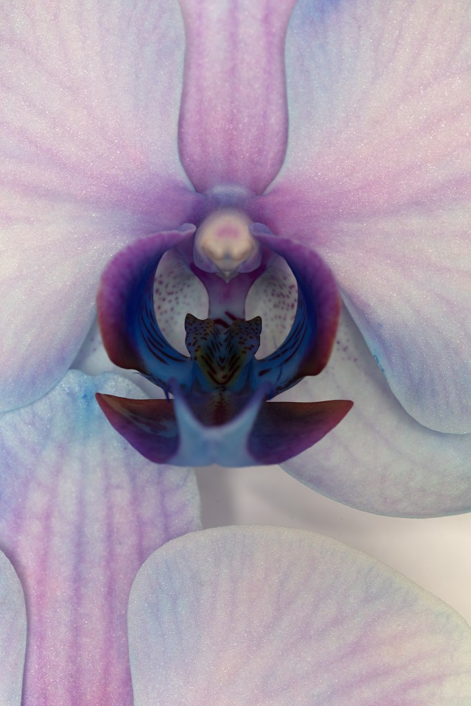 orchideeën orchidee orchideeen hdr bloem Orchidaceae natuur flora bloemen orchis sierbloem sierplant phalaenopsis orchidaceae